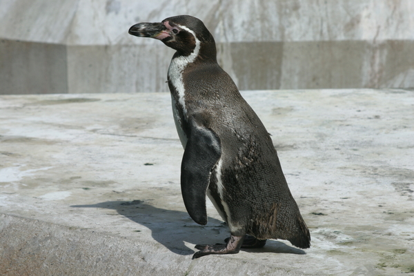 Pinguin