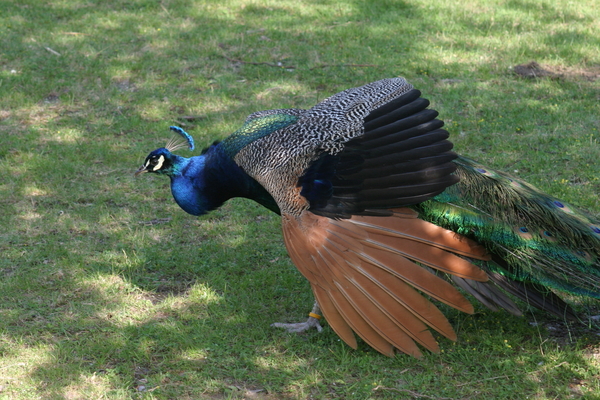 Pfau