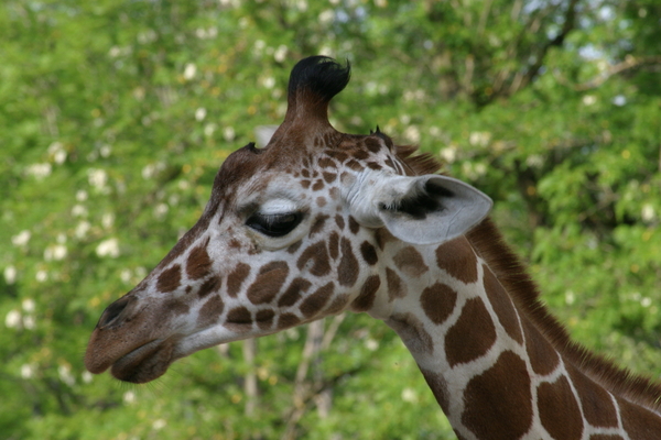 Giraffe