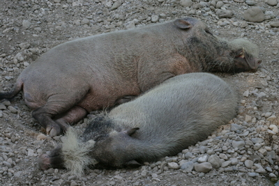 Wildschwein