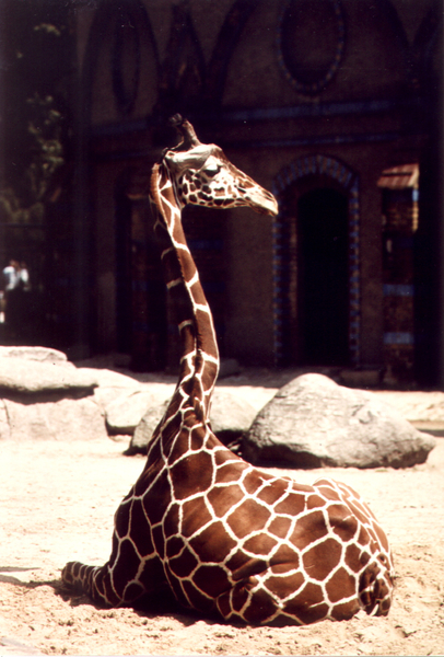 Giraffe