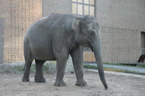 Asian Elephant