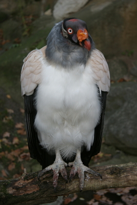 King Vulture