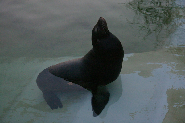 California Sea Lion