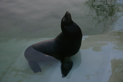 California Sea Lion