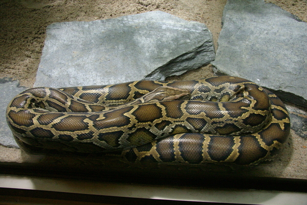 Indian python