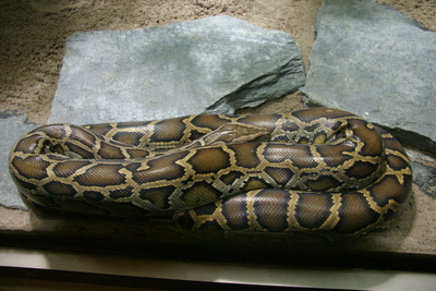 Indian python
