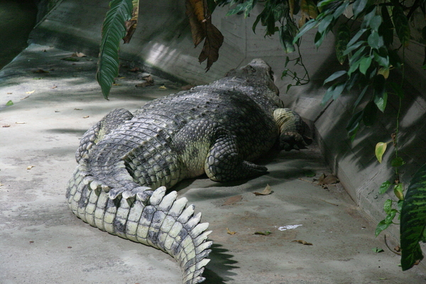 Nile crocodile