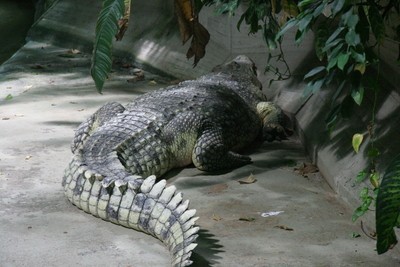 Nile crocodile