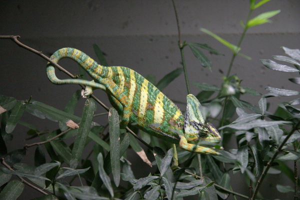 Veiled Chameleon