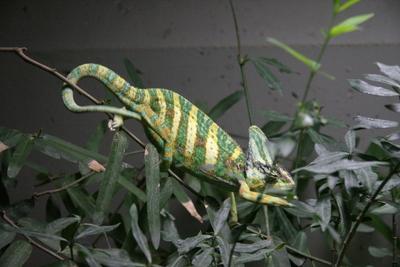 Veiled Chameleon