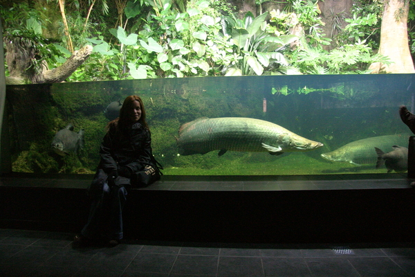 Arapaima