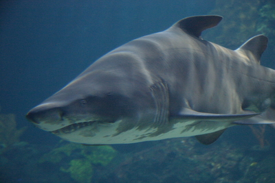 Grey nurse shark