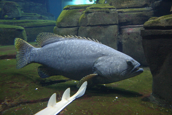 Giant grouper