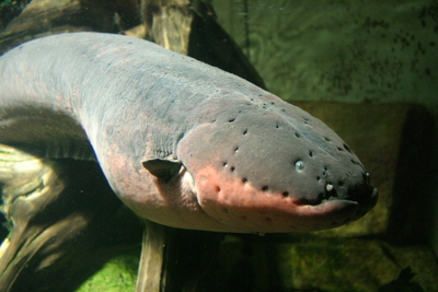 Electric eel