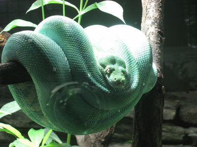 green tree python