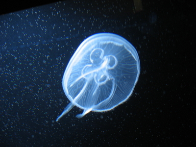 Ohrenqualle (Aurelia aurita)